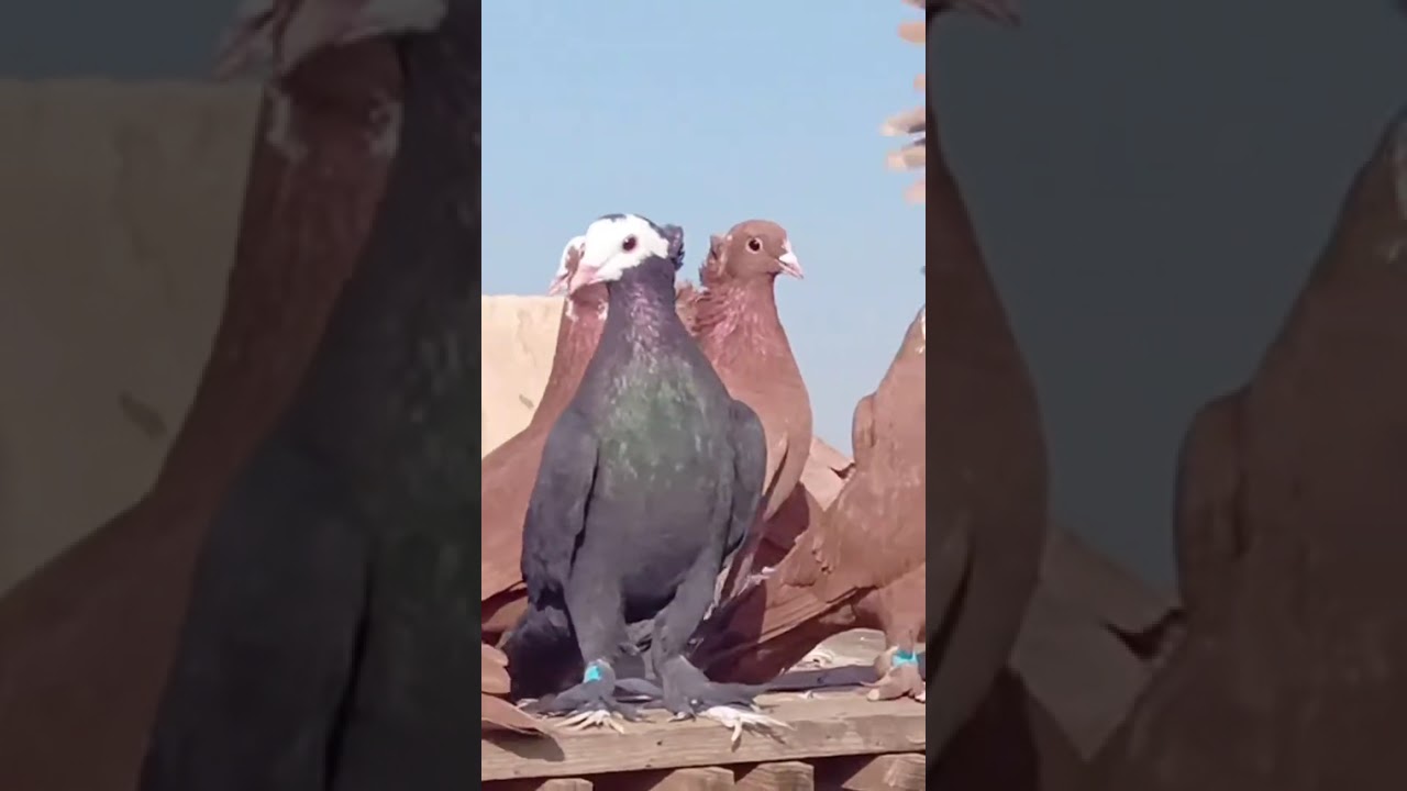 حمر حناني 