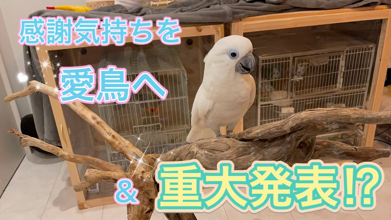 【我が家の鳥達へ】日頃の感謝の気持ちを込めて　　※重大発表有り⁉︎