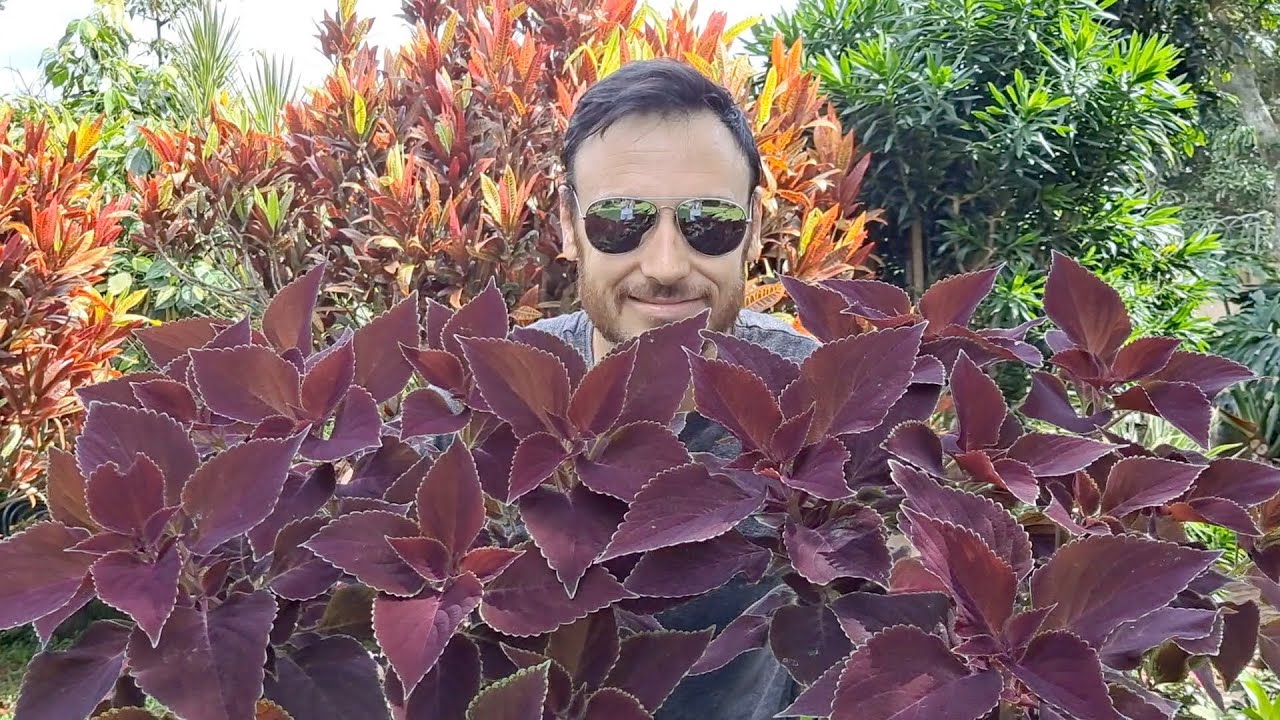 How I Landscape with Coleus (Before and After)
