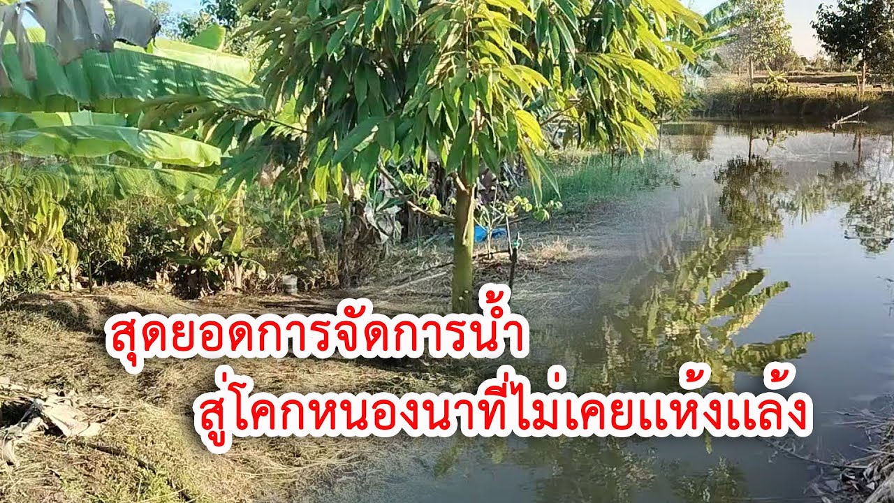 วีถีโคกหนองนากว่าจะนำมาซึ่งความสมบูรณ์#เกษตรอินทรีย์ 