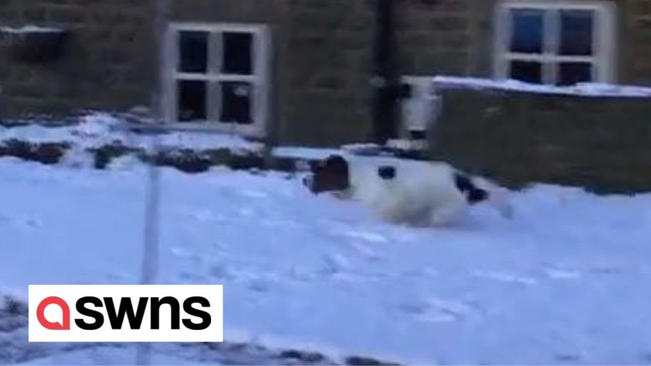 Adorable dog is unable to contain his excitement after snowfall in owner's garden ❄️ 🐶 | SWNS