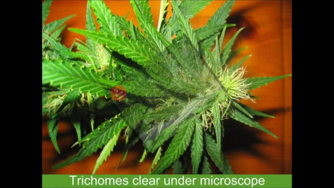 Marijuana AK47 Indoor Grow Room 400w HPS SCROG Veg To Flower