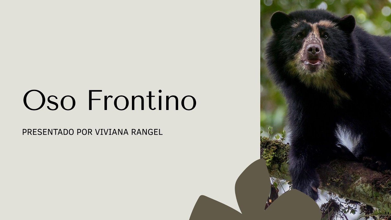 Presentación Oso Frontino