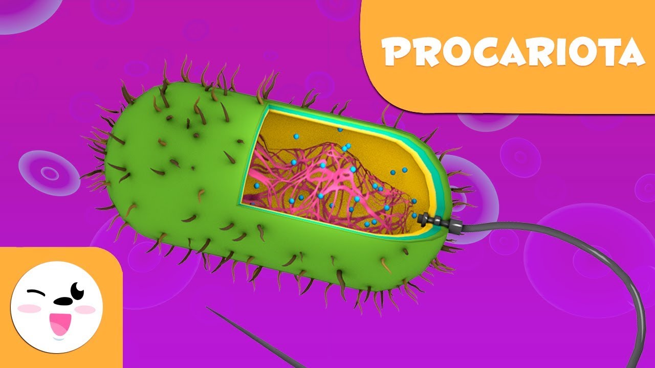 La c&eacute;lula procariota y sus partes - Ciencias Naturales- V&iacute;deo educativo para ni&ntilde;os