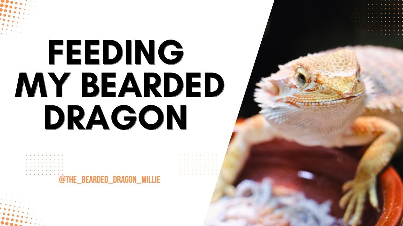 Feeding My Bearded Dragon Clover & Worms - New Bearded Dragon Owner