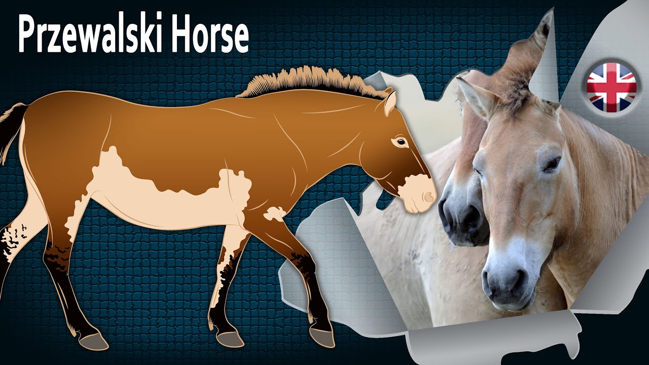 Przewalski Horse, the world's oldest wild horse population, Horse breeds