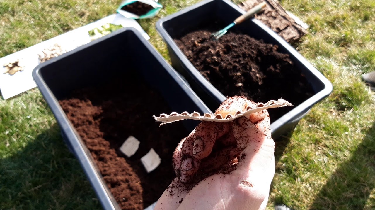 Cum împart populația de râme în două? | Raspunsuri la email | Reciclare Organică