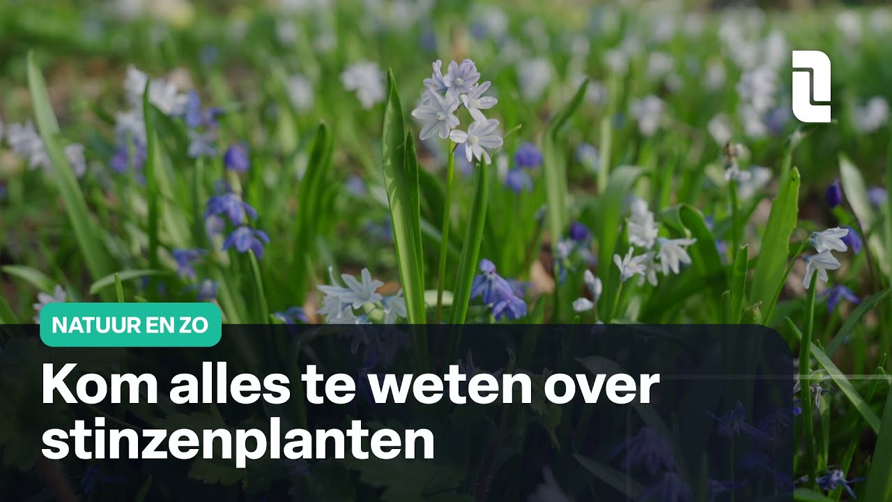 Stinzenplanten van dichtbij bekeken | Natuur en Zo 🌿