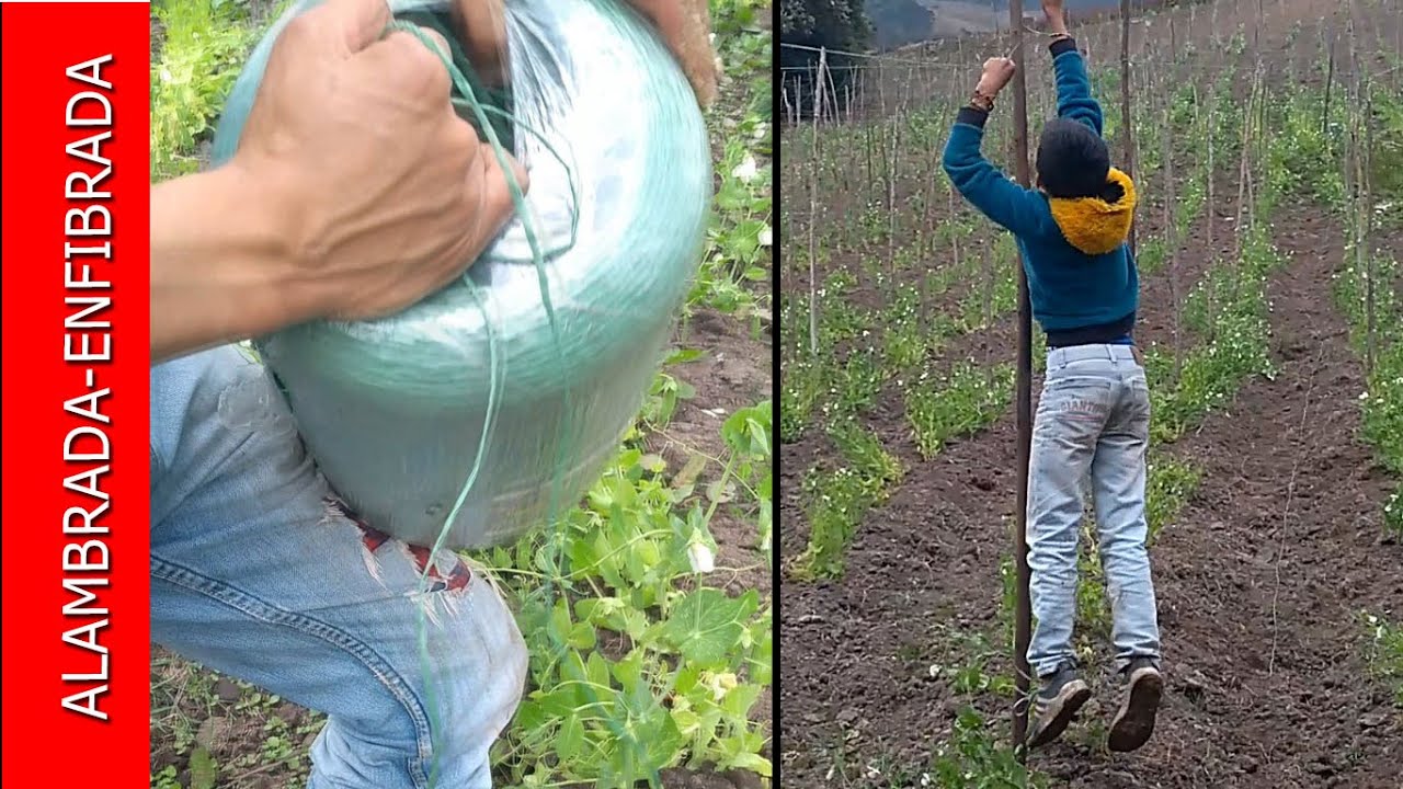 Alambrada enfibrada siembra de arveja