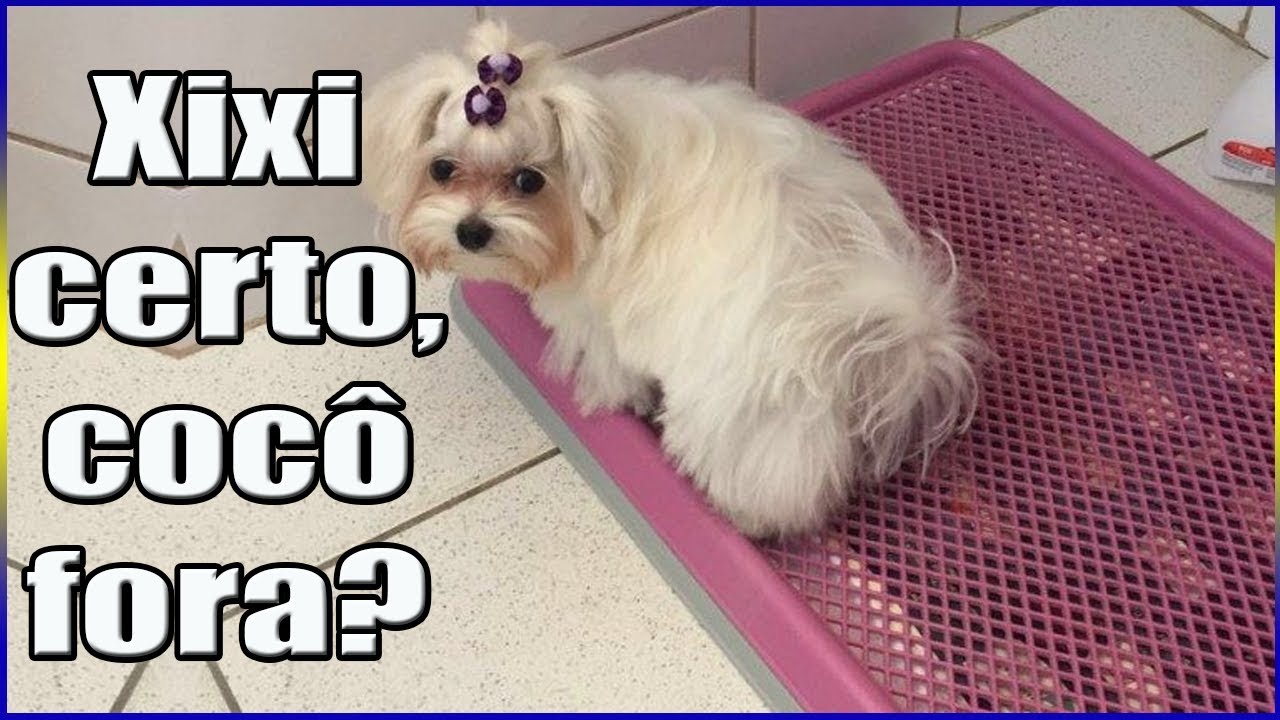 Xixi no lugar certo e cocô no lugar errado, o que fazer?