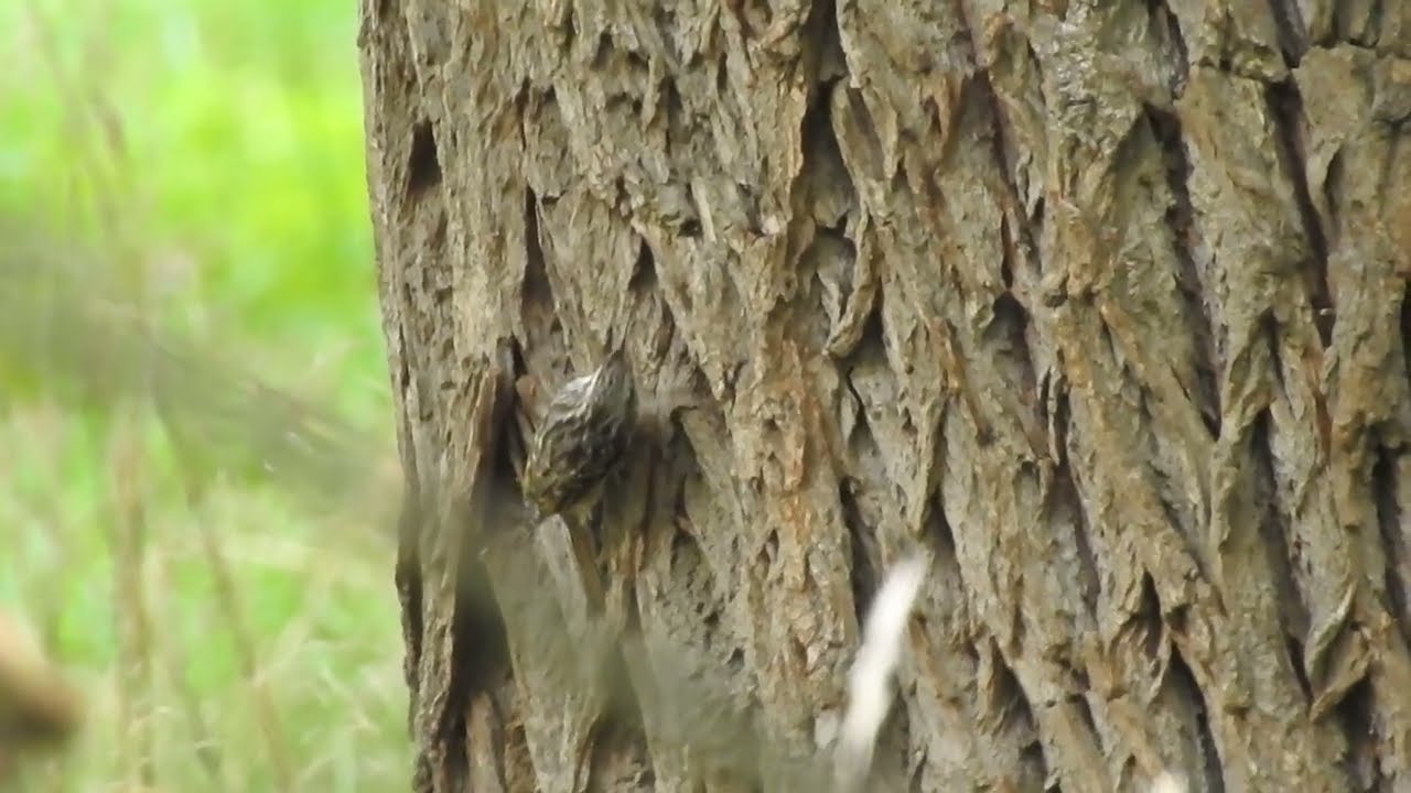 Pełzacz ogrodowy (Certhia brachydactyla)
