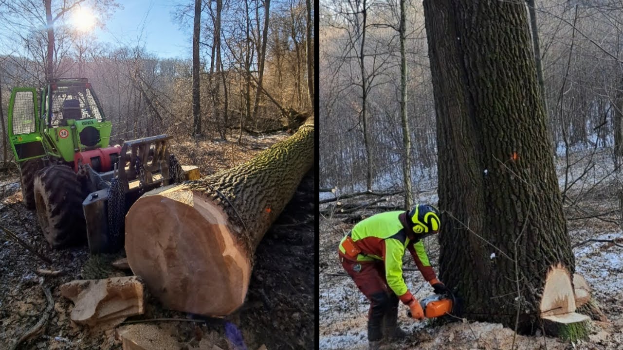 Ťažba najhrubšieho duba a cera v poraste, Big trees, Stihl ms 462, Forestwork, Logging, Amles