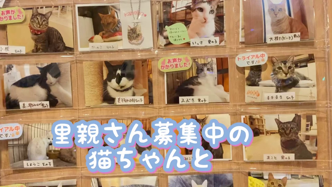里親さん募集中のニャン達と、閉店後の店内の様子をちょっと見せ☺️＠大宮日進店🎵
