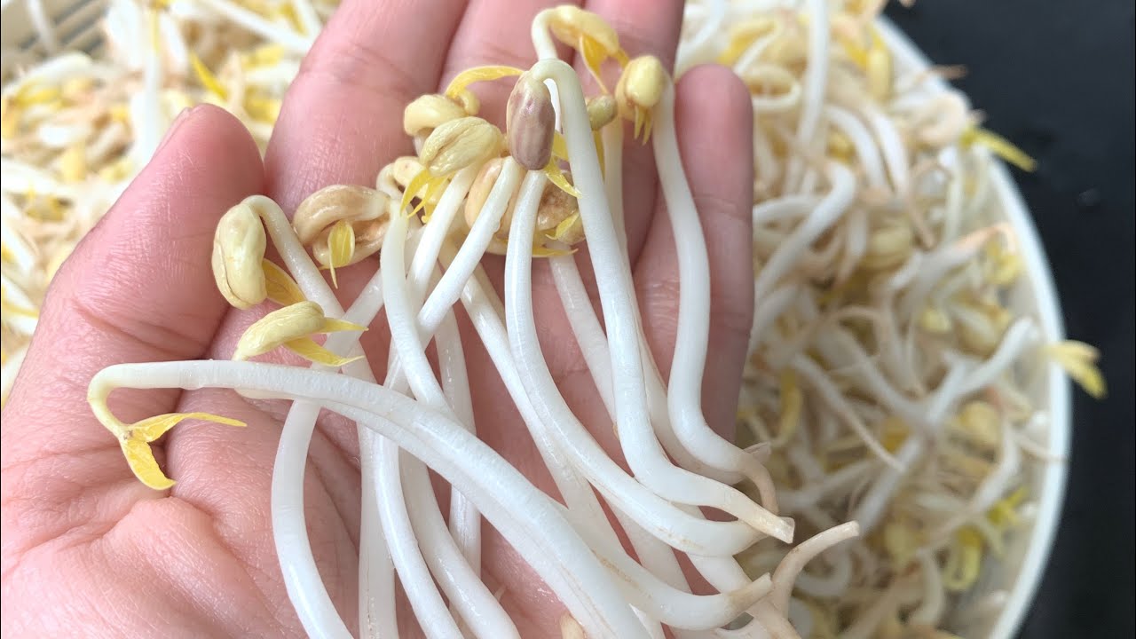 How to grow large bean sprout in crockpot