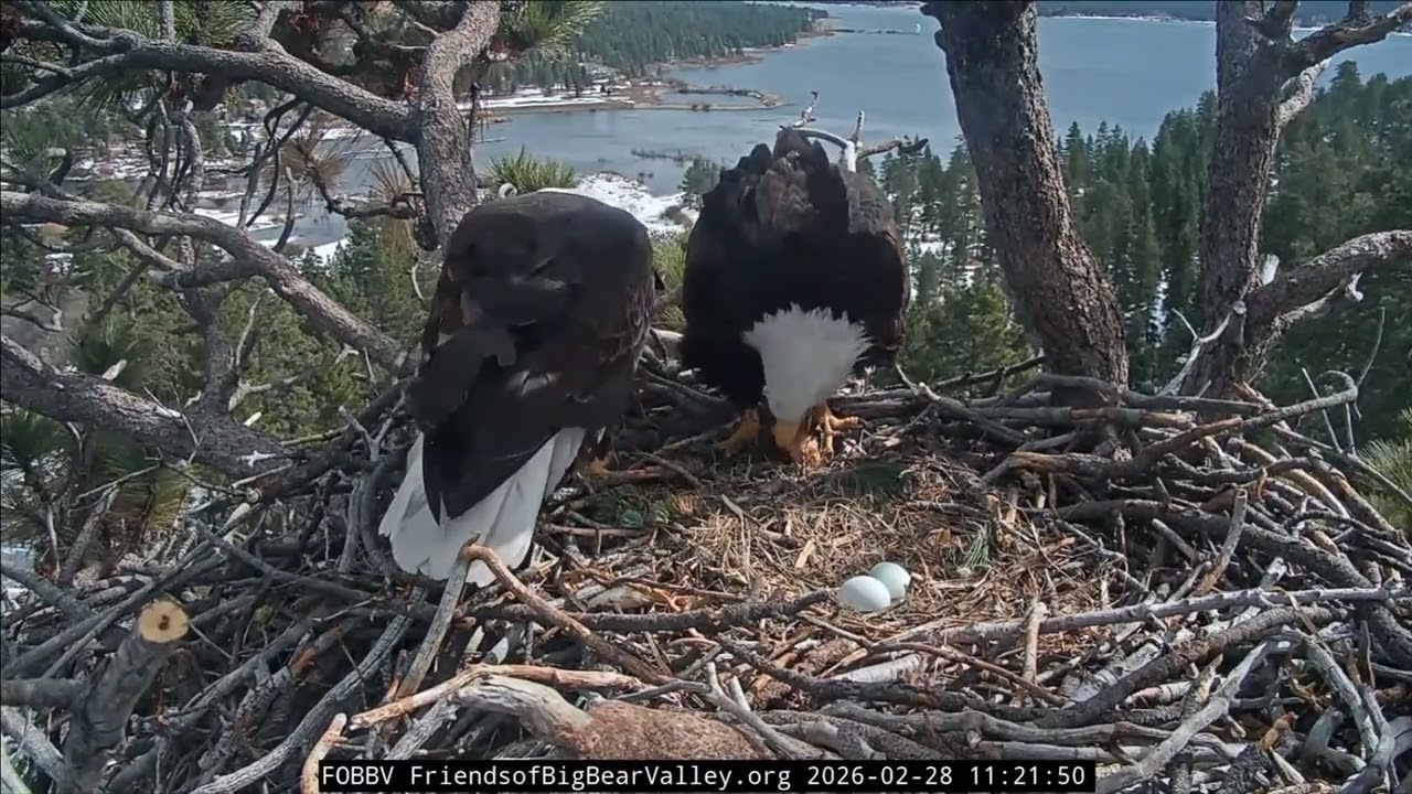 Jackie needs a morning break, calls Shadow,  lunch for Jackie | 2.28.26
