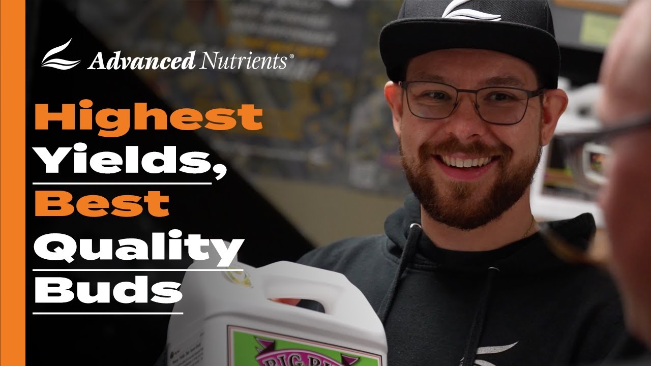 Growing Cannabis: OG Recipe