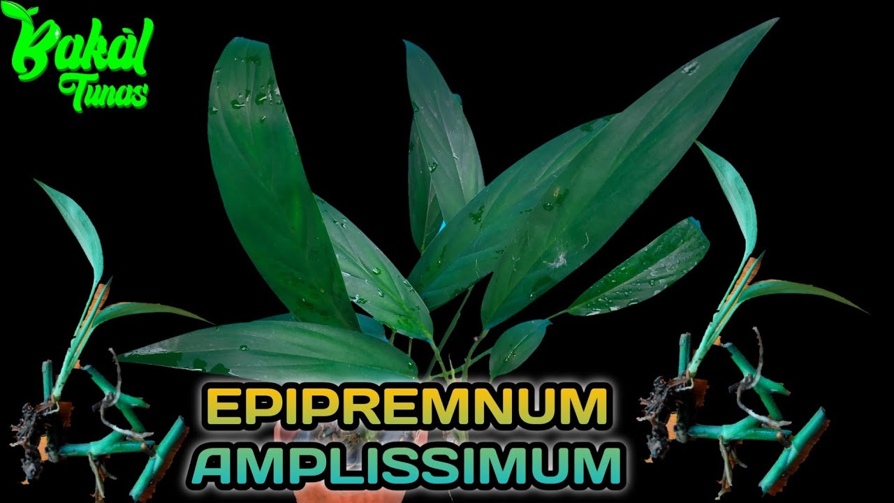 PROPAGASI EPIPREMNUM AMPLISSIMUM