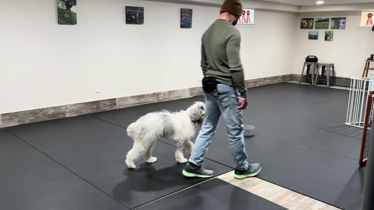 Charlie L.Board & Train- Session 4 (recall, leash walking, sit mantain)