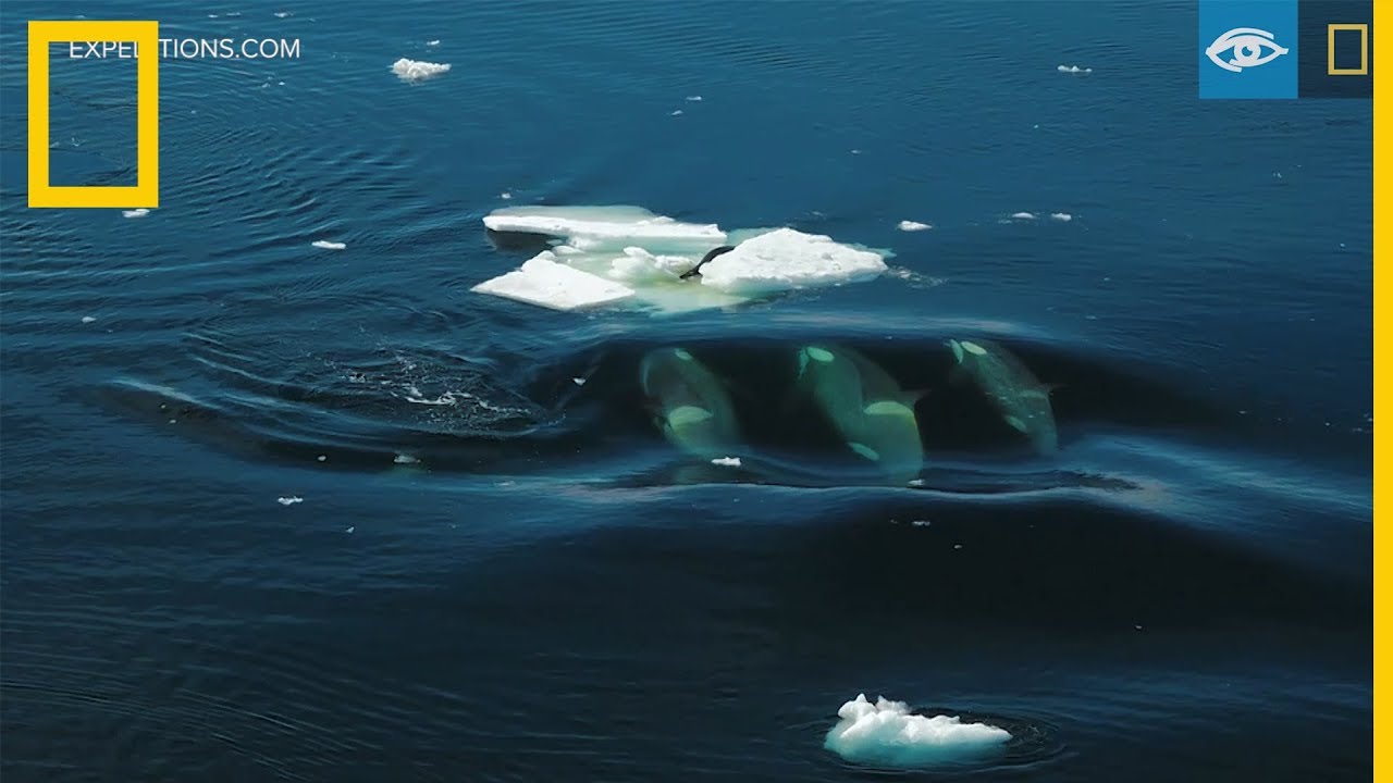 Unas orcas intentan derribar del hielo a una foca cangrejera | National Geographic en Espa&ntilde;ol