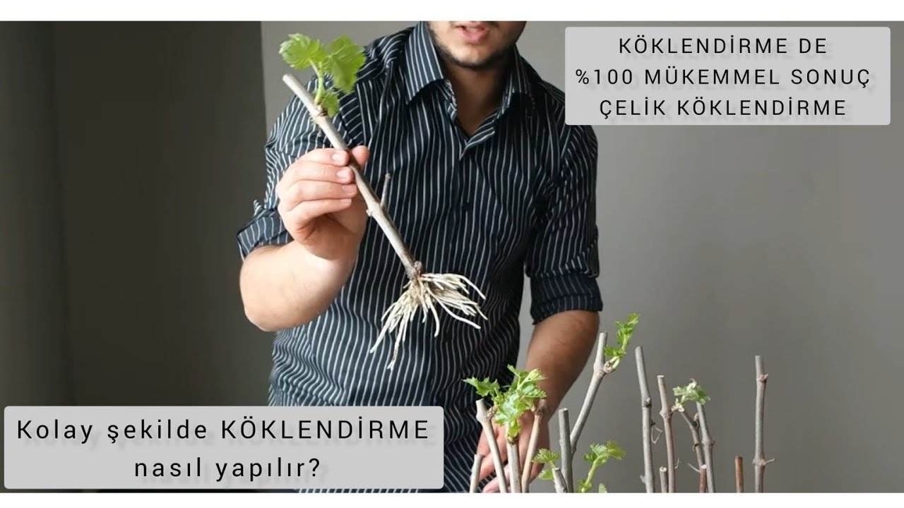 KOLAY ŞEKİLDE FİDAN NASIL ÜRETİLİR?#ÇELİKLEÇOĞALTMA#ASMAKÖKLENDİRME#FİDAN #köklendirme