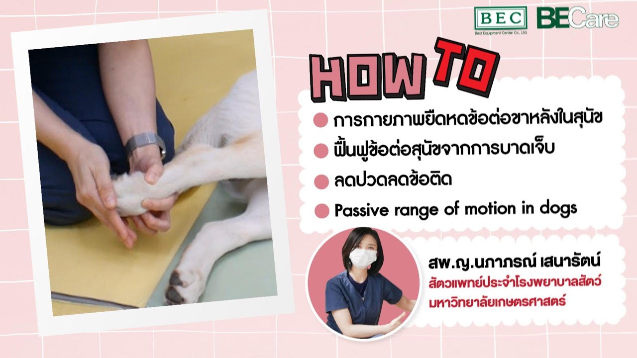 EP11 การกายภาพยืดหดข้อต่อขาหลังในสุนัขฟื้นฟูข้อต่อสุนัขจากการบาดเจ็บ ลดปวดลดข้อติด
