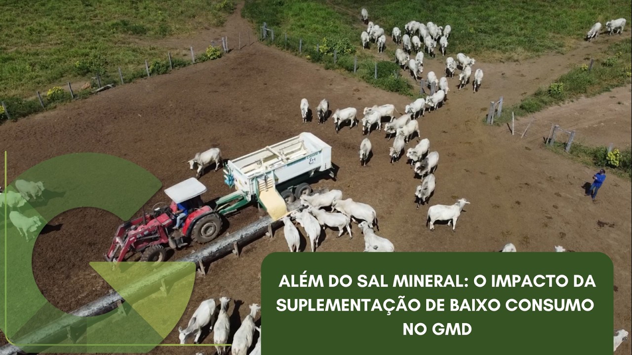 ALÉM DO SAL MINERAL: O IMPACTO DA SUPLEMENTAÇÃO DE BAIXO CONSUMO NO GMD