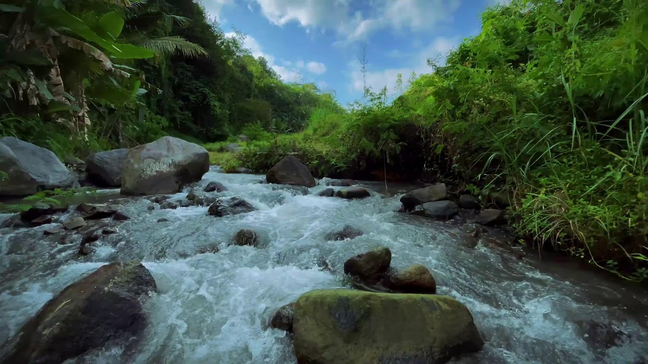 Fast River Sounds in Tropical Forest | Natural Stream Flow and Jungle Ambience for Sleep and Focus
