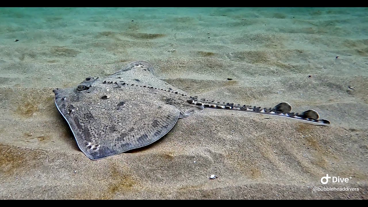 Scuba Diving with Sharks & Rays at Anglesey 18.5.24 - Unbelievable 10 sharks, maybe more, and 2 rays