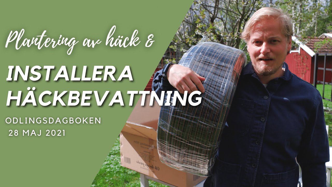 Plantera häck & installation av bevattningssystem - odlingsdagboken 28/5-2021