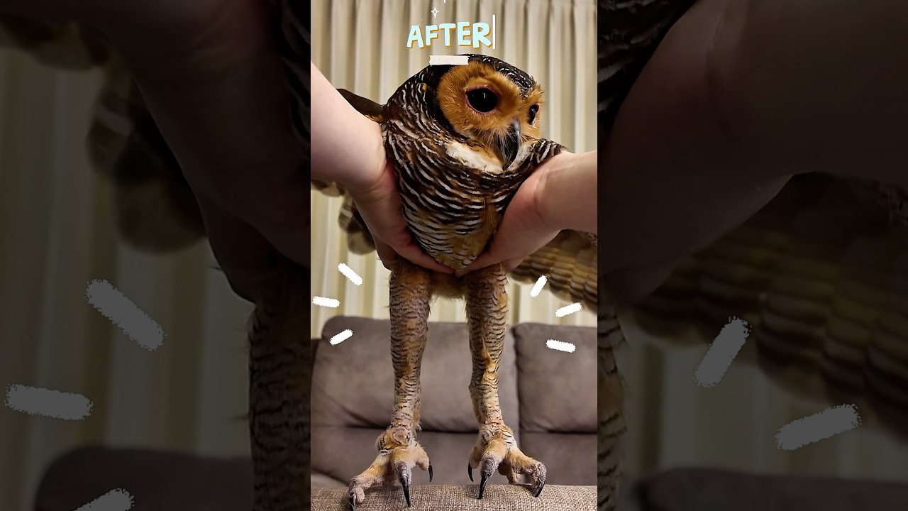 Это не ИИ!! 😱 Ноги у сов на самом деле выглядят вот так!! 🦉🤯
