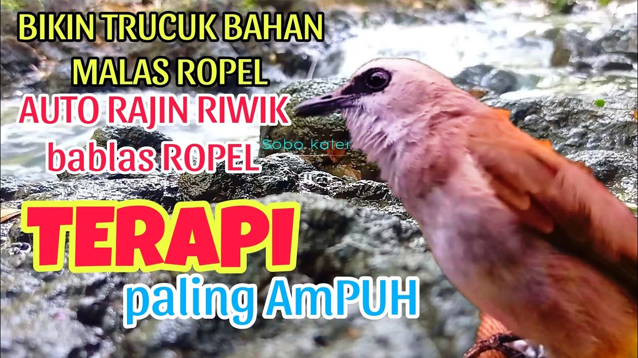 TERAPI BURUNG TRUCUKAN BAHAN STRES AGAR CEPAT GACOR RIWIK ROPEL