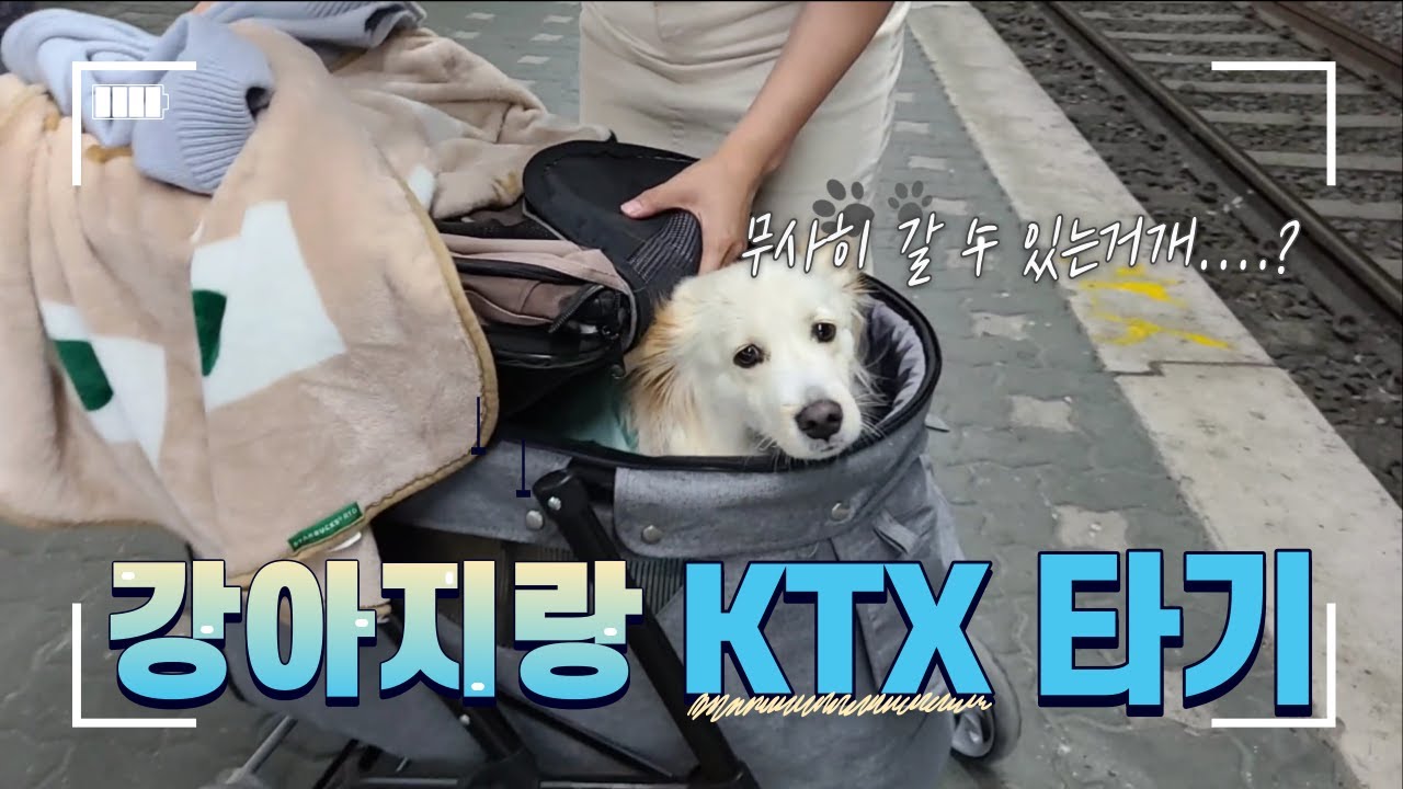 10kg 강아지도 일반실 가능!? │수원에서 부산까지 기차 여행 꿀팁