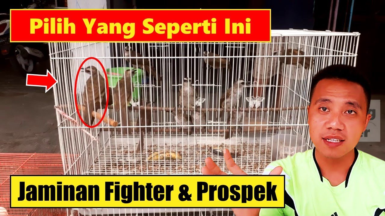 100% akurat...❗ Tips Memilih Burung Trucukan Ombyokan | Cara Memilih Trucukan Ombyokan Yang Bagus