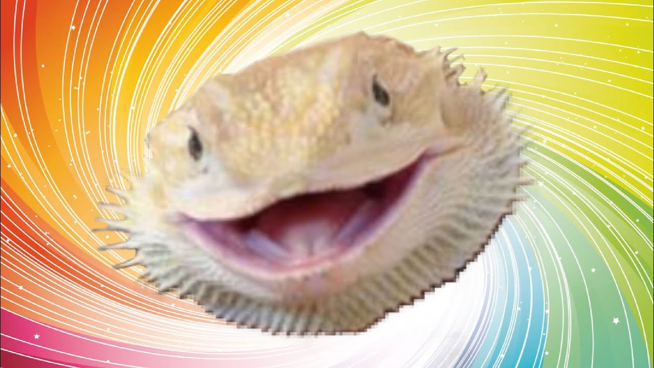 *Cute* Bearded Dragons Memes from Instagram!