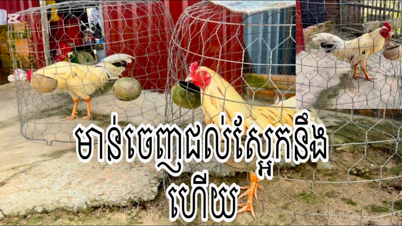 Part 13. មាន់ចេញជល់ស្អែកនេះហើយ#rooster 