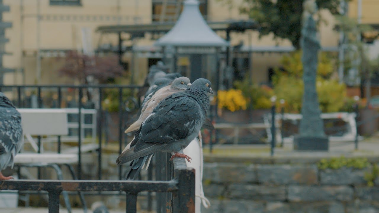 Sony A 6700 S&Q test 120 fps