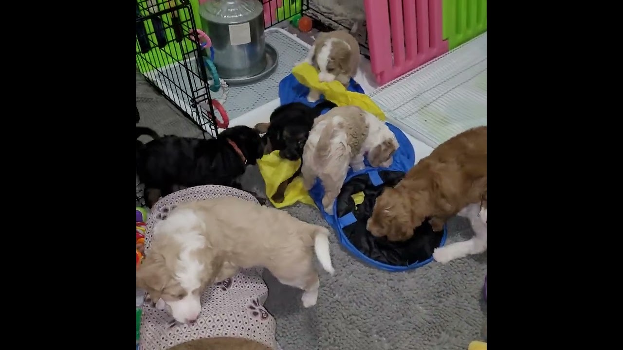 Puppy curriculum novel exposure loud tunnel fun for our Celestial Skies F1b Mini Bernedoodles 