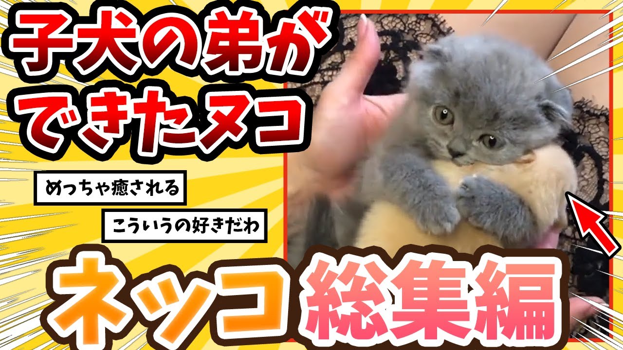 【2ch動物スレ総集編】家に来たイッヌを抱きしめて離さないネッコさん→反応が可愛すぎるｗ/ネッコ300選‼