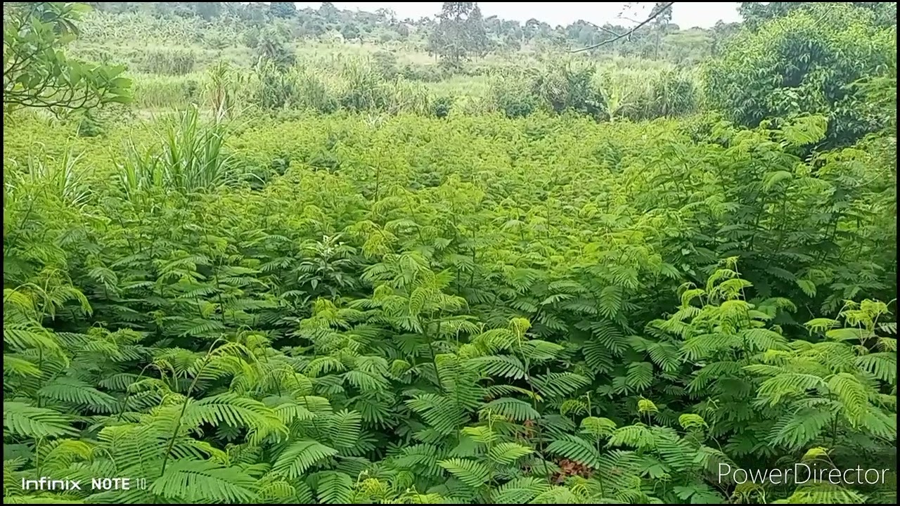 Advantages of planting Calliandra tree legumes.