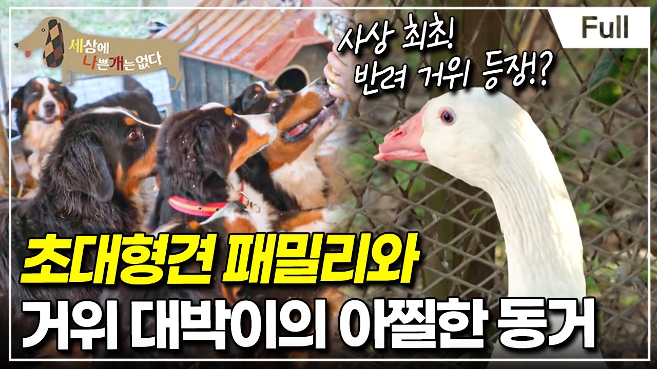 [Full] 세상에 나쁜 개는 없다 - 초대형견 패밀리와 거위 대박이의 아찔한 동거