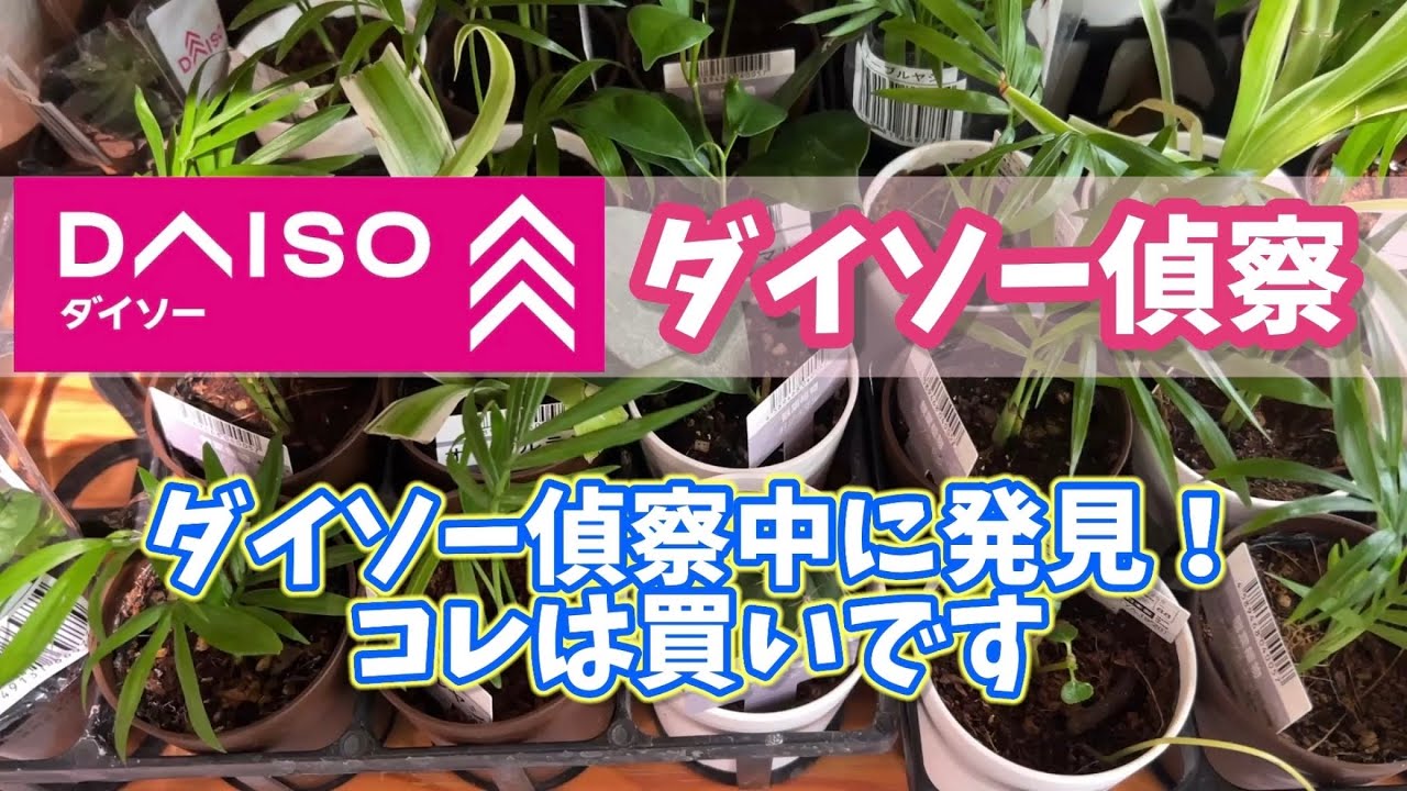 【ダイソー偵察】購入して良かった商品、実際に使っている様子も！ #ダイソー #daiso #観葉植物 #plants 