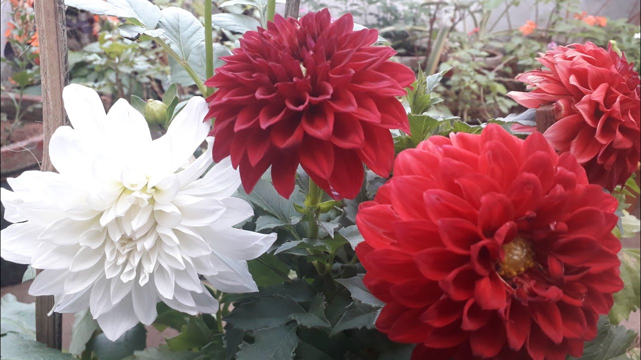 ഡാലിയ/Dahlia plant care in malayalam