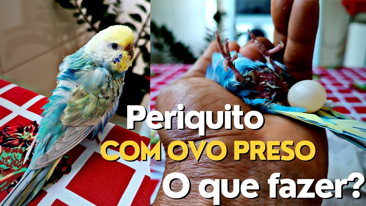 Periquito com OVO Preso? Veja as causas e sintomas e o que deve FAZER.