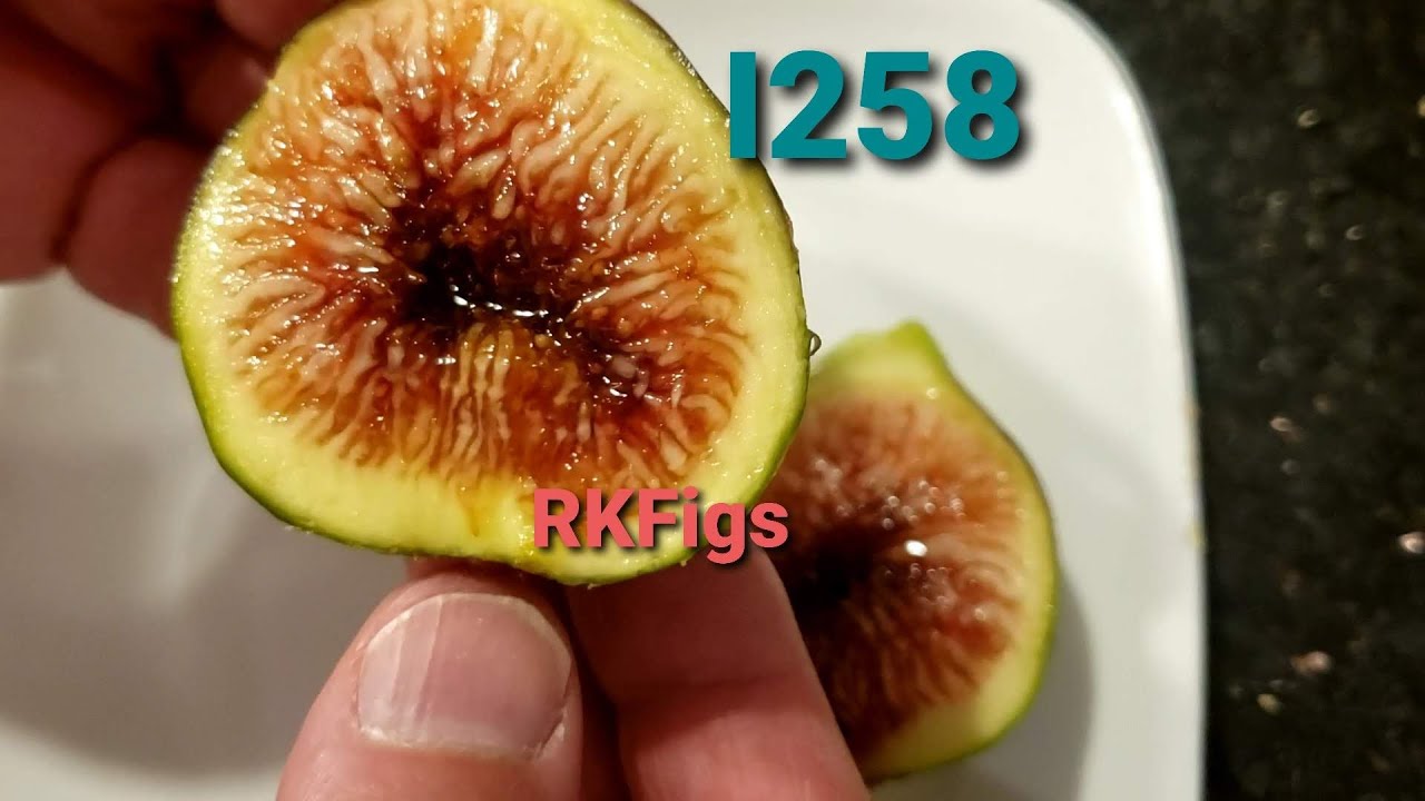 Tasting i258 fig Honey pool and other fantastic variety what's beter