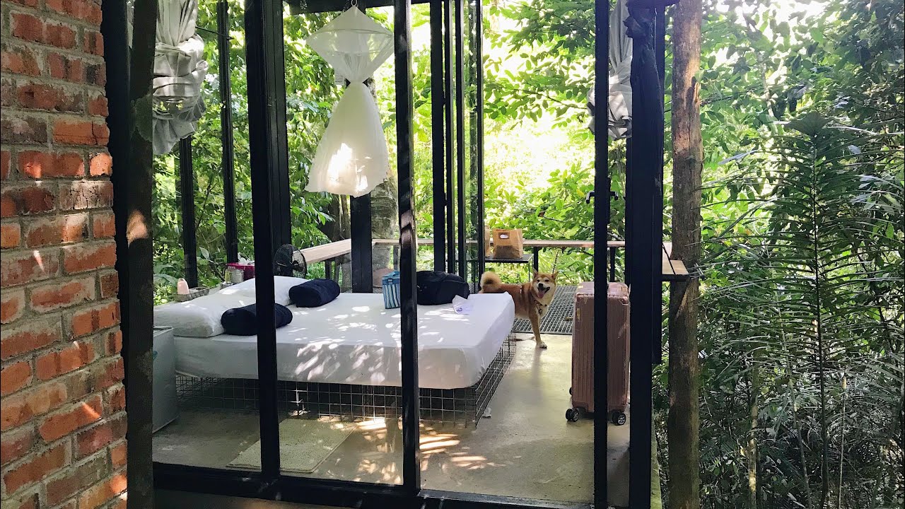 Sekeping Serendah Retreat - Staycation | 树林里的玻璃屋 | 柴犬出游记 |