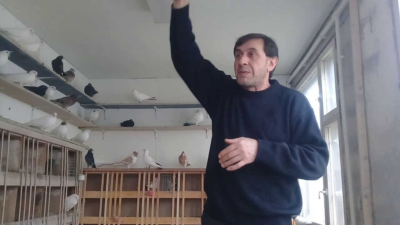 Совет от Гагика 61.Насморк,хрип,кашель и про Армянских бойных голубей.24.11.17г.