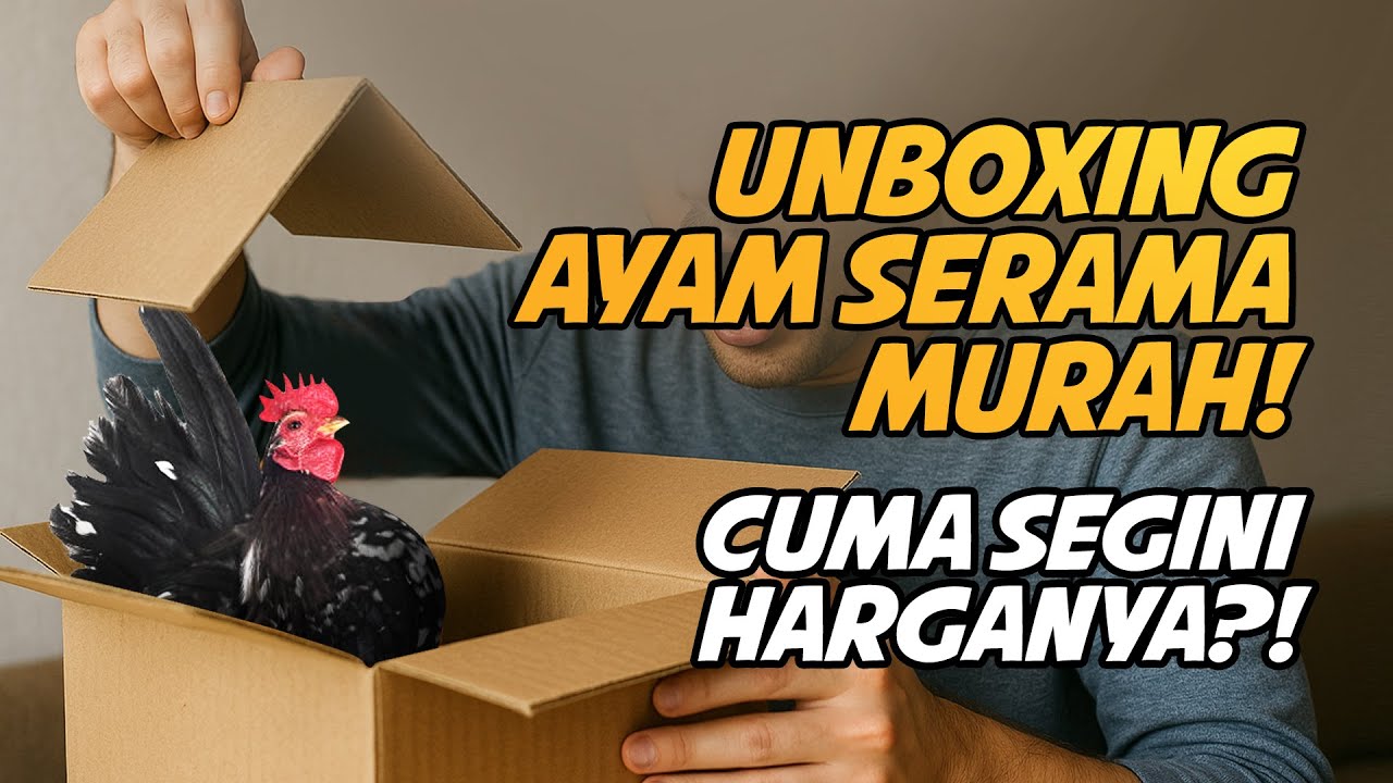 Beli Ayam Serama Super Mini Harga super Miring! Ternyata Kayak Gini..