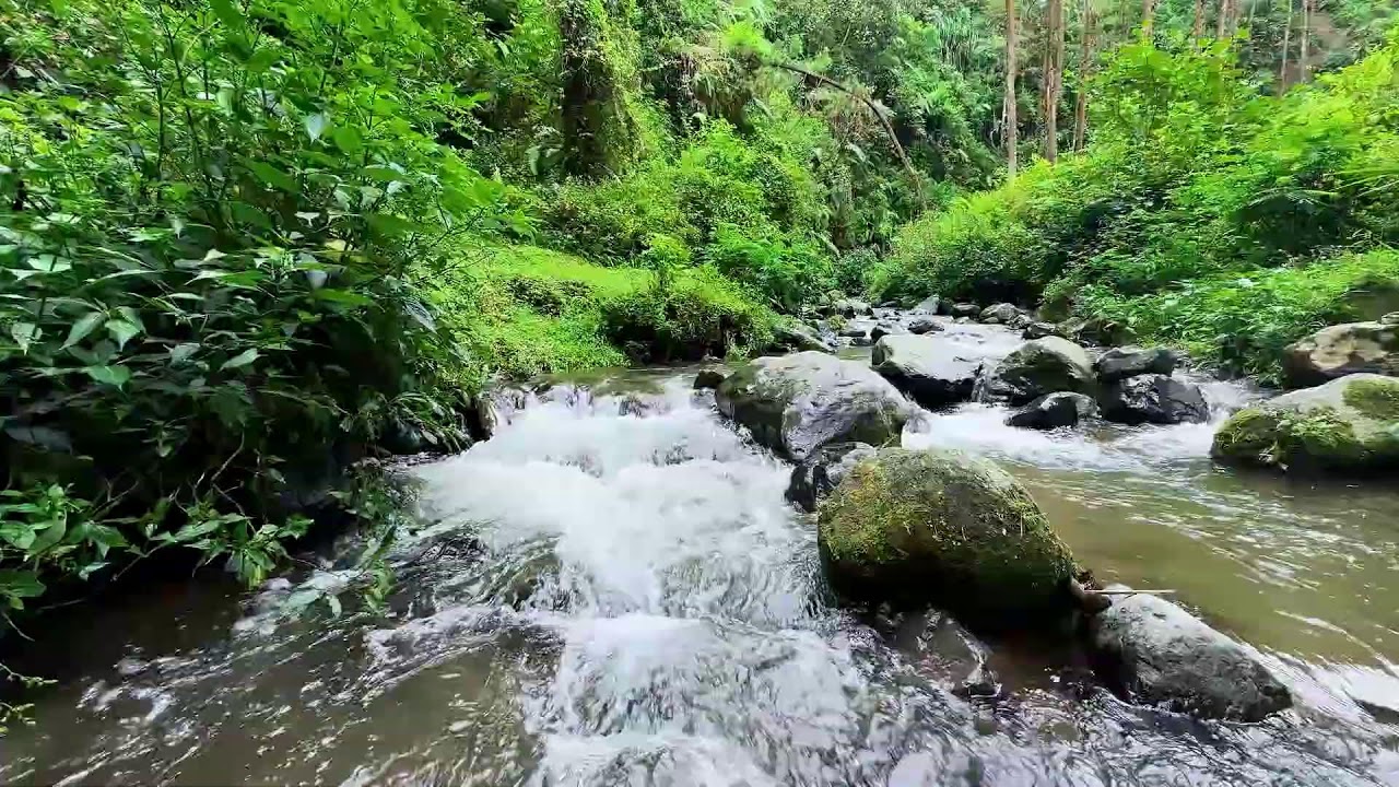 Embrace soft calmness with natural river sounds in a misty forest setting to help you relax deeply