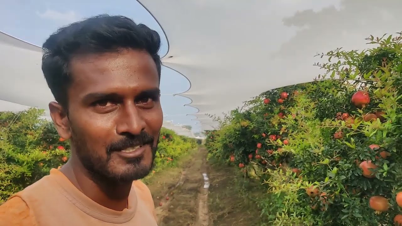 బాగుంది కదా, అందుకే EC & PH  చూడమనేది.  Better crop management. #pomegranate. #agriculture