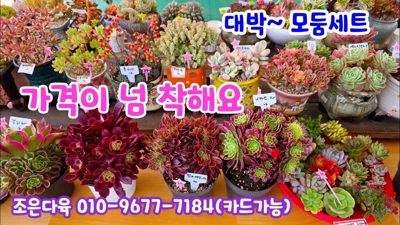 250522📍#조은다육 핑크여신철화 아르제 춘맹 줄리아나 조안다니엘 운희 흑사금 박화장 방울복랑금 흑금강금 칭천